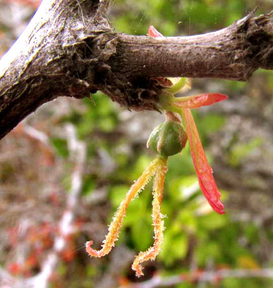 ENRIQUEBELTRANIA CRENATIFOLIA, female flower