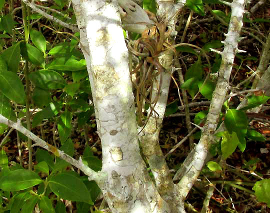 ENRIQUEBELTRANIA CRENATIFOLIA, trunk