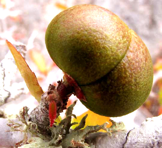 ENRIQUEBELTRANIA CRENATIFOLIA, fruit on stipe