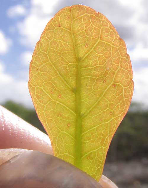 ENRIQUEBELTRANIA CRENATIFOLIA, leaf showing glands & domatia