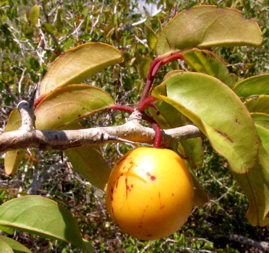 Icaco or Cocoplum. CHRYSOBALANUS ICACO, fruit