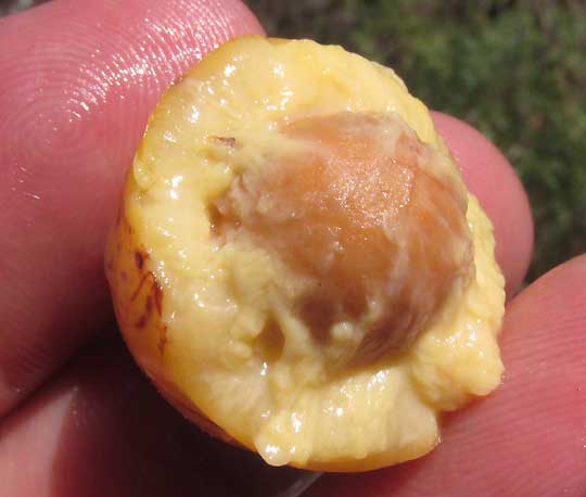 Icaco or Cocoplum. CHRYSOBALANUS ICACO, seed inside fruit