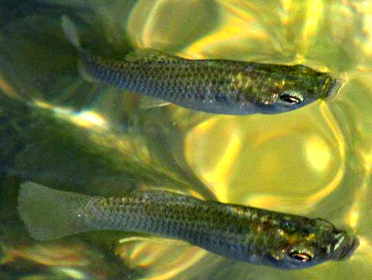 Rainwater Killifish, LUCANIA PARVA