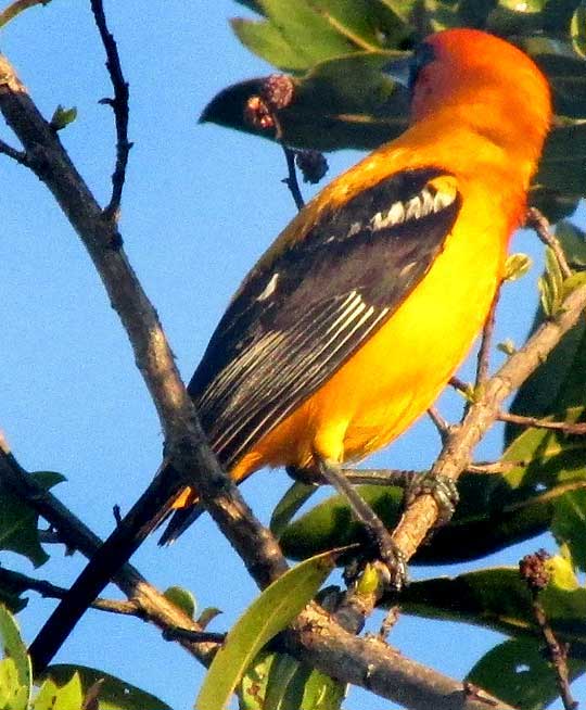 Orange Oriole, ICTERUS AURATUS, adult male