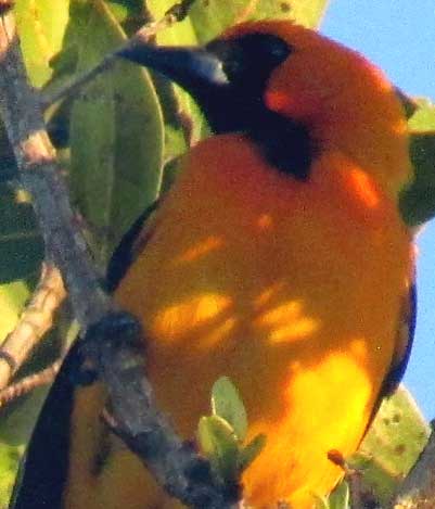 Orange Oriole, ICTERUS AURATUS, front