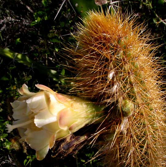 Sabucán, PILOSOCEREUS GAUMERI, flower