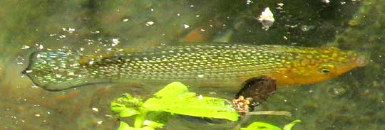 Yucatan Molly, POECILIA VELIFERA