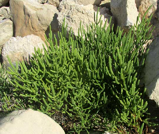 SALICORNIA BIGELOVII