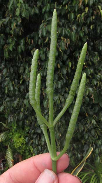 SALICORNIA BIGELOVII, flowering spikes