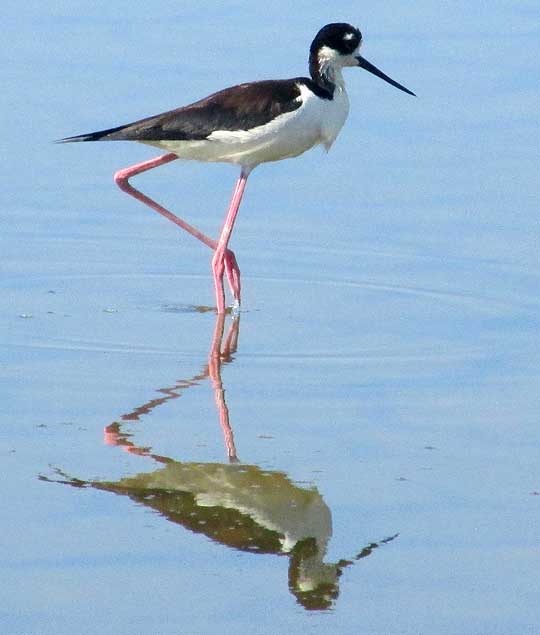 Black- necked Stilt, HIMANTOPUS MEXICANUS