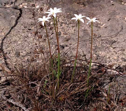 Rain Lily, ZEPHYRANTHES CHLOROSOLEN