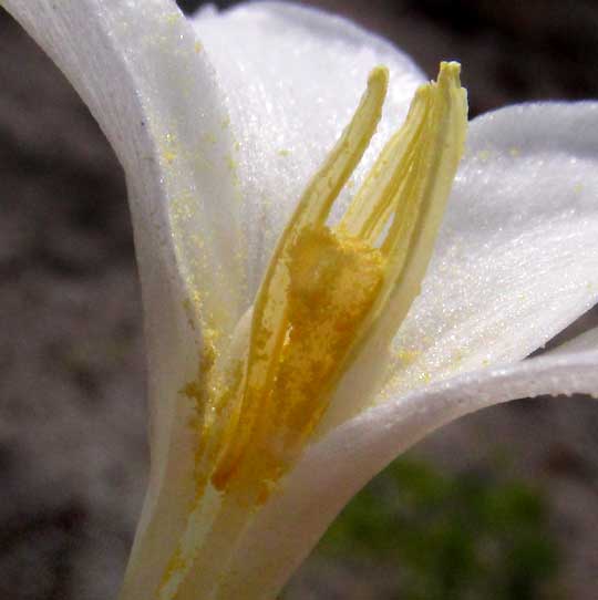 Rain Lily, ZEPHYRANTHES CHLOROSOLEN, longitudinal section of flower showing stigma head