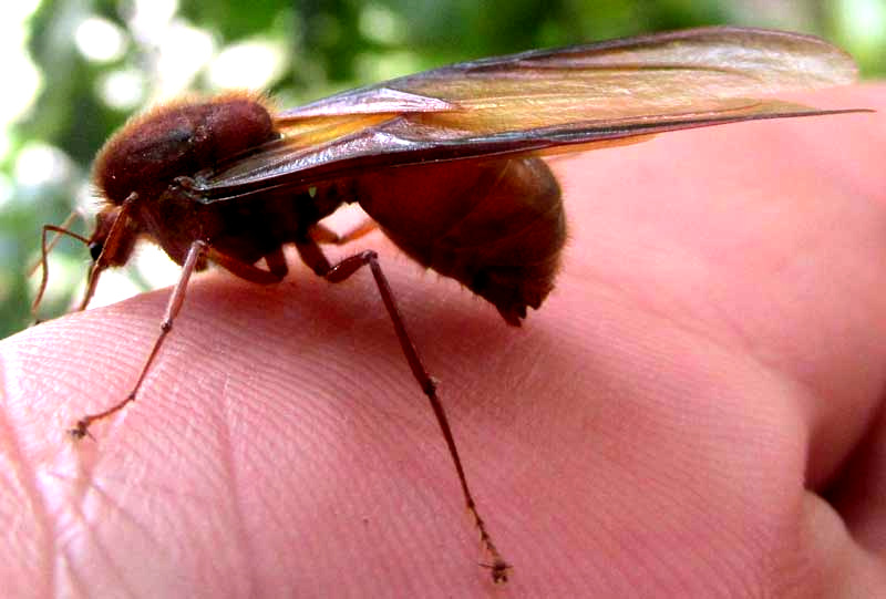 Leafcutter Ant, ATTA CEPHALOTES, drone, side view