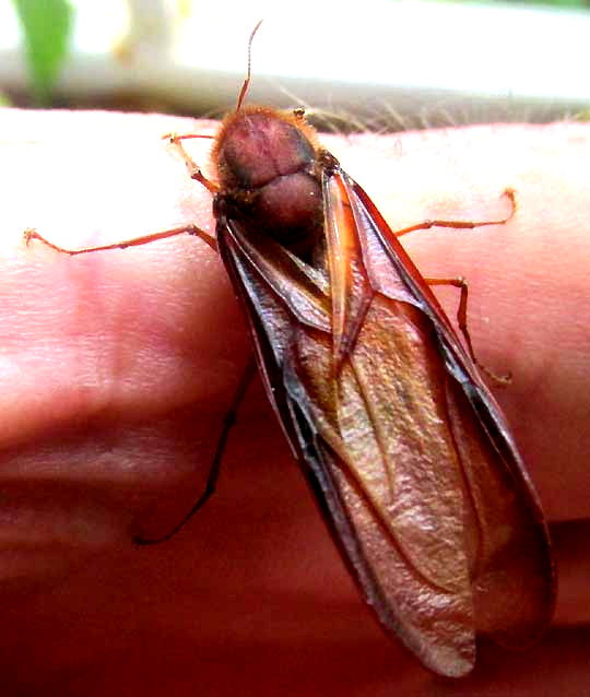 Leafcutter Ant, ATTA CEPHALOTES, venation