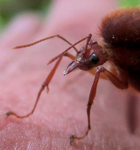 Leafcutter Ant, ATTA CEPHALOTES, drone head