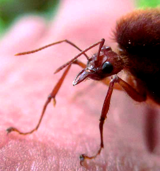 Leafcutter Ant, ATTA CEPHALOTES, drone head