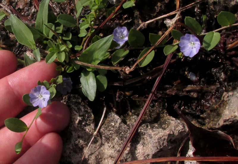 Dwarf BINDWEED, EVOLVULUS CONVOLVULOIDES, flowering plant in habitat