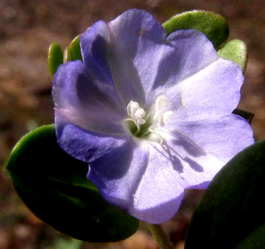 Dwarf BINDWEED, EVOLVULUS CONVOLVULOIDES, flower from top