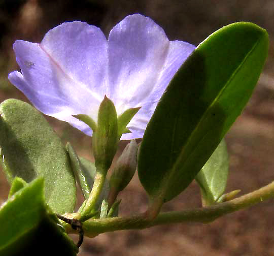 Dwarf BINDWEED, EVOLVULUS CONVOLVULOIDES, flower from below