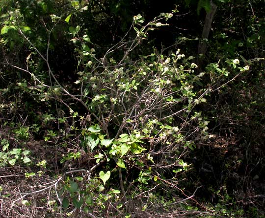 CROTON PERAERUGINOSUS, habitat