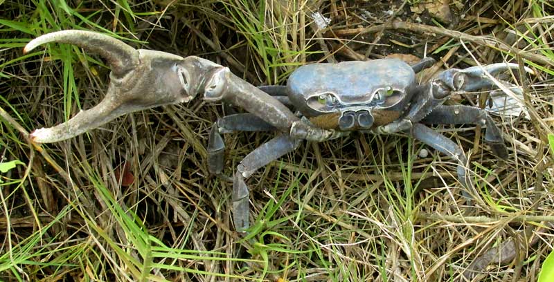 Blue Land Crab, CARDISOMA GUANHUMI, large one, front view, pincers open