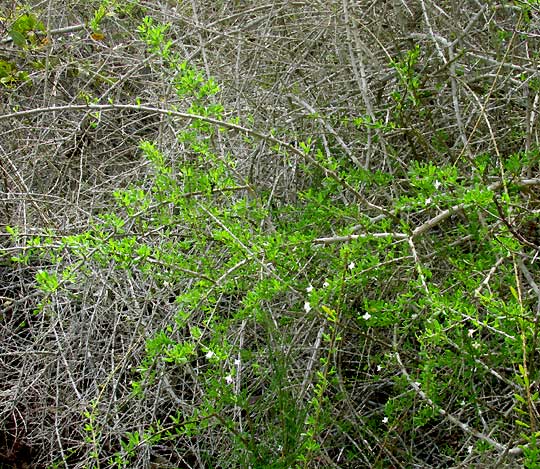 Wolfberry, LYCIUM CAROLINIANUM, thicket