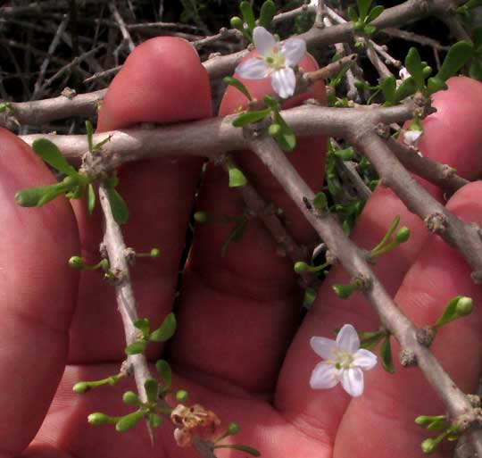 Wolfberry, LYCIUM CAROLINIANUM, stems, flowers and expanding leaves