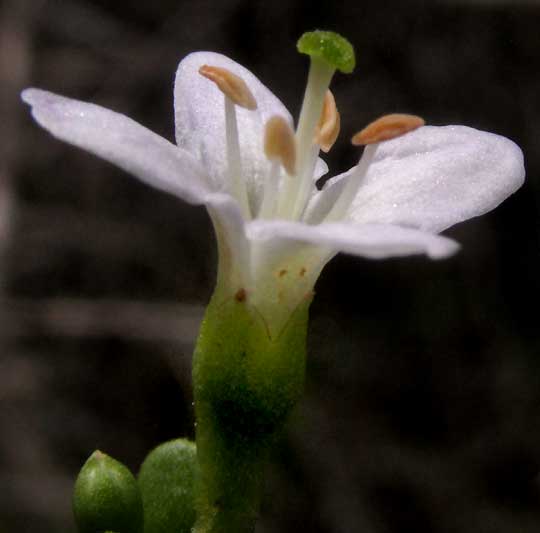 Wolfberry, LYCIUM CAROLINIANUM, flower side view