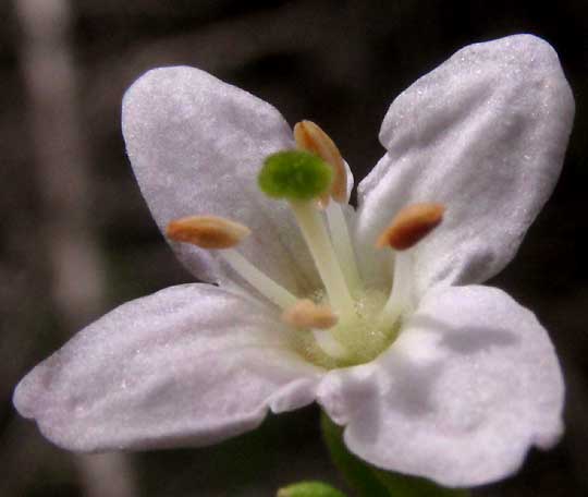Wolfberry, LYCIUM CAROLINIANUM, flower front view