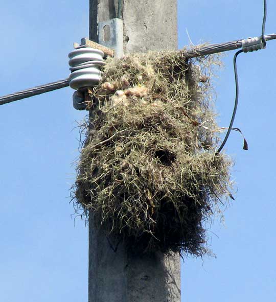 Altamira Oriole, ICTERUS GULARIS, nest amidst power lines