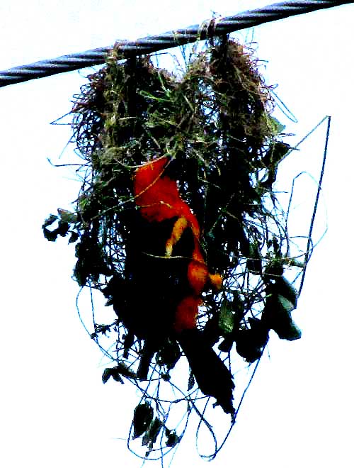 Altamira Oriole, ICTERUS GULARIS, building nest