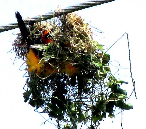 Altamira Oriole, ICTERUS GULARIS, constructing nest