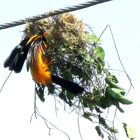 Altamira Oriole, ICTERUS GULARIS, making nest