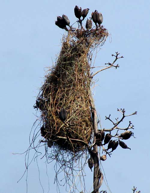 Altamira Oriole, ICTERUS GULARIS, nest in agave fruiting head