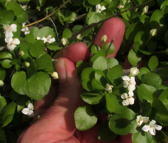 RANDIA OBCORDATA, flowers among leaves