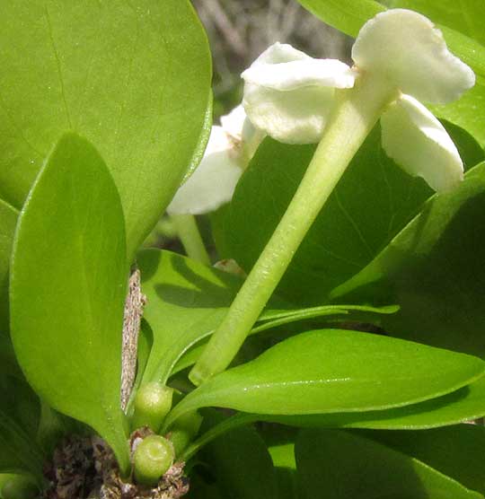 RANDIA OBCORDATA, flower