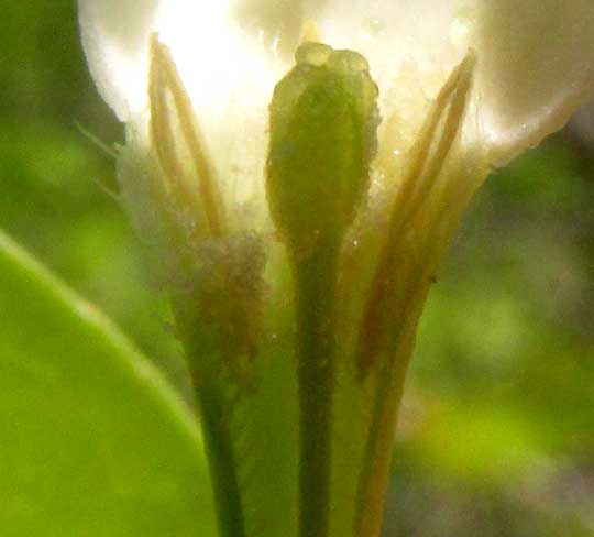 RANDIA OBCORDATA, flower longitudinal section