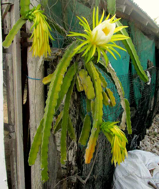 Night-blooming Cereus, HYLOCEREUS UNDATUS, flowering plant