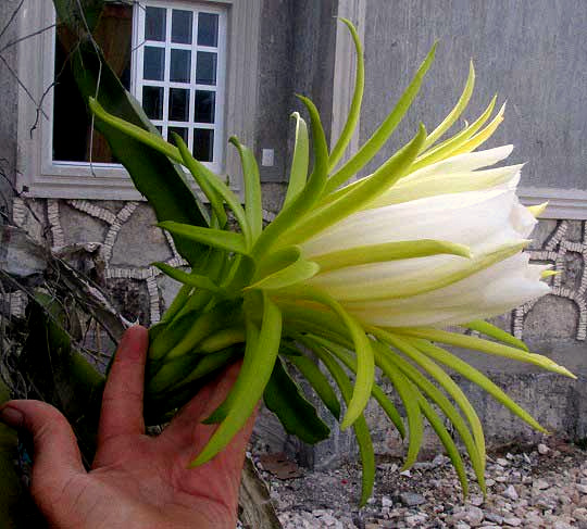 Night-blooming Cereus, HYLOCEREUS UNDATUS, flower side view