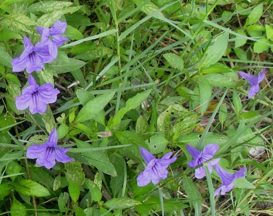 Minnieroot, RUELLIA TUBEROSA