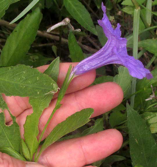 Minnieroot, RUELLIA TUBEROSA, flower side view