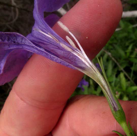 Minnieroot, RUELLIA TUBEROSA, flower longitudinal section
