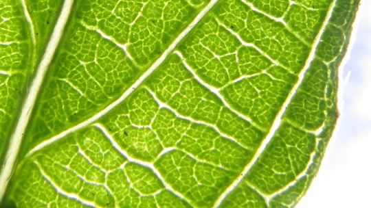 Minnieroot, RUELLIA TUBEROSA, leaf venation
