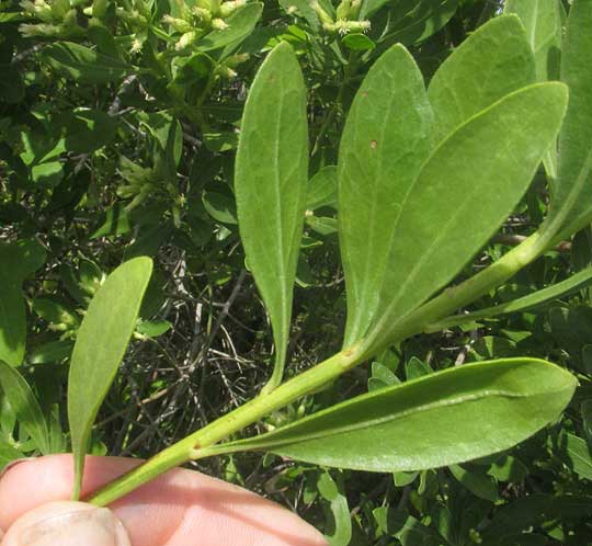 Broombush Falsewillow, BACCHARIS DIOICA, leaves