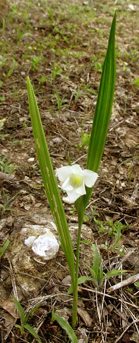 CIPURA CAMPANULATA