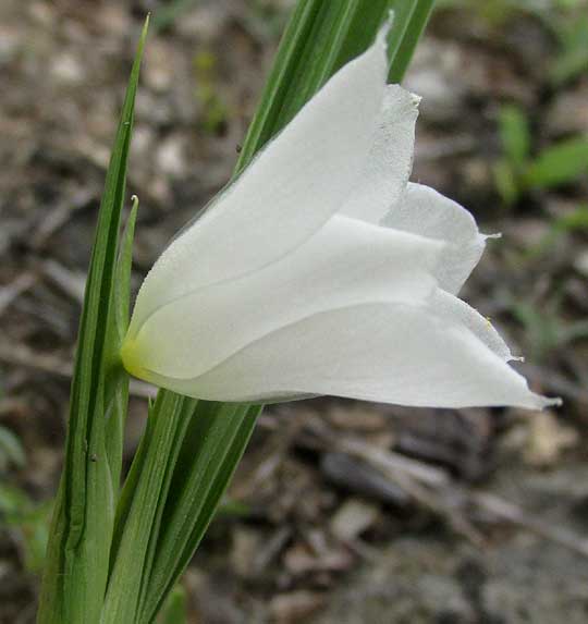 CIPURA CAMPANULATA, flower from side