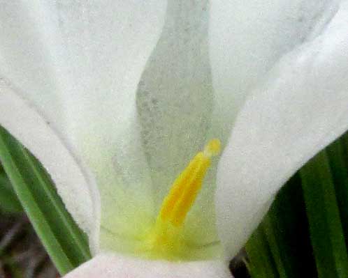 CIPURA CAMPANULATA, stamens & stigma inside flower