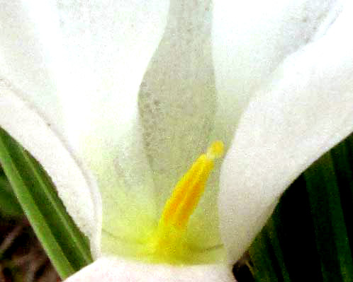 CIPURA CAMPANULATA, stamens & stigma inside flower