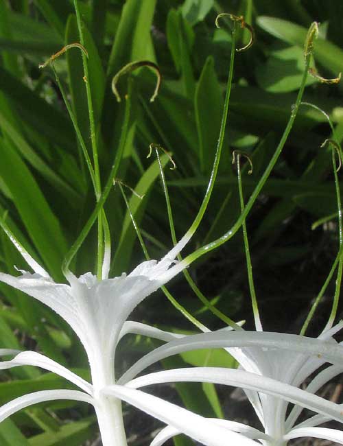 Beach Spiderlilies, HYMENOCALLIS LITTORALIS, stamens and staminal cup