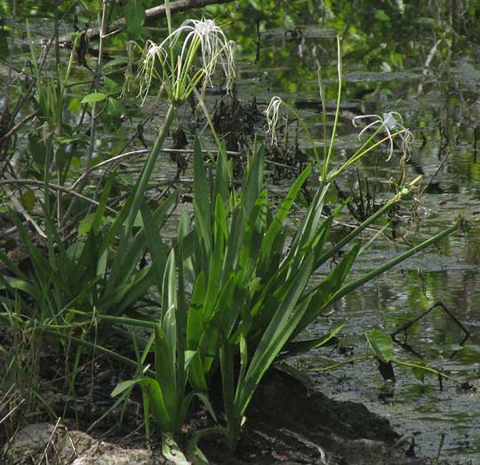 Beach Spiderlilies, HYMENOCALLIS LITTORALIS, habitat